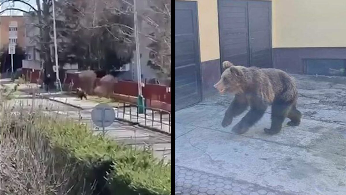 Medvěd útočil v ulicích Liptovského Mikuláše. Lidé sdílejí záběry